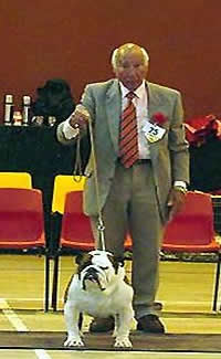 English Bulldog Captain Hudson With Mystyle picture